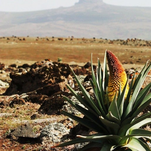 The Bale Mountains National Park (BMNP) stretches across the upper reaches of Ethiopia's southern highlands, shaped by volcanic activity over 10 million years ago.