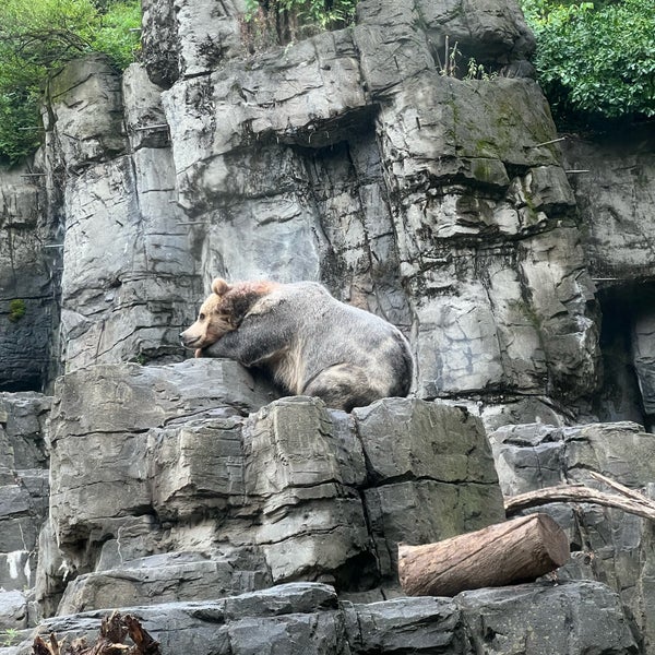6/23/2023 tarihinde Nziyaretçi tarafından Central Park Zoo'de çekilen fotoğraf