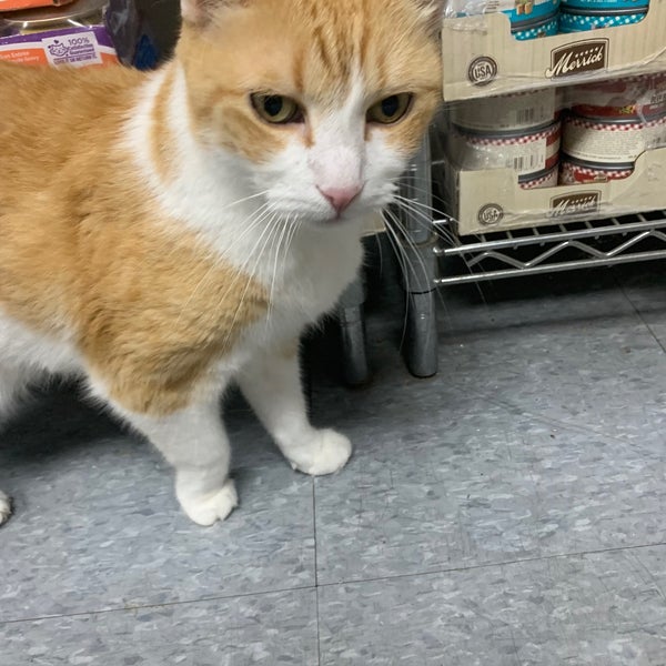 Animal Planet Greenpoint 1084 Manhattan Ave