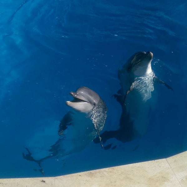 Das Foto wurde bei Antalya Aksu Dolphinarium von Erdal Ö. am 12/31/2016 aufgenommen