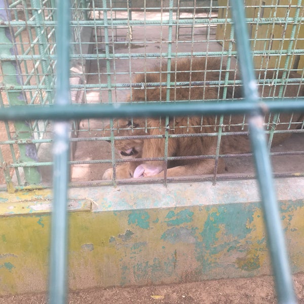 Dubai Zoo (Now Closed) Zoo in Jumeirah