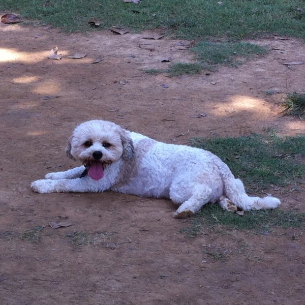 Photos at Raising Cane's Dog Park Dog Park in Baton Rouge