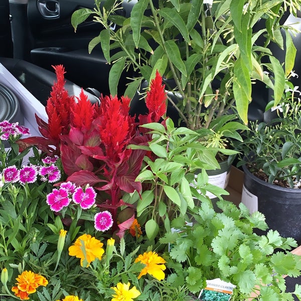 H & H Nursery Mayfair Lakewood, CA