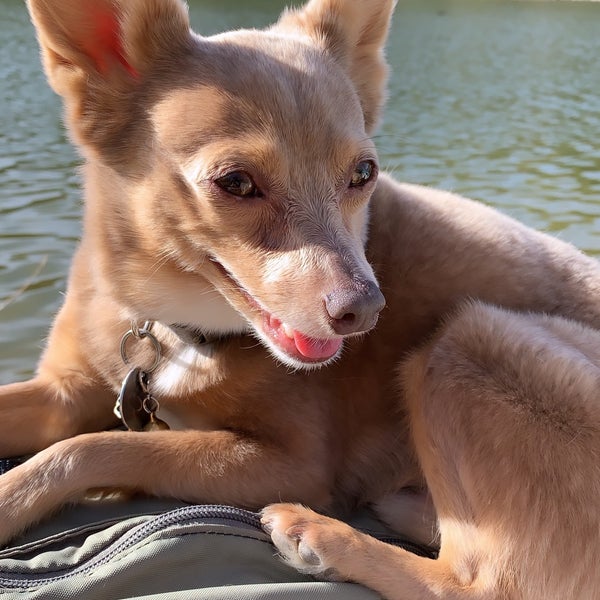 Are Dogs Allowed At Yucaipa Regional Park