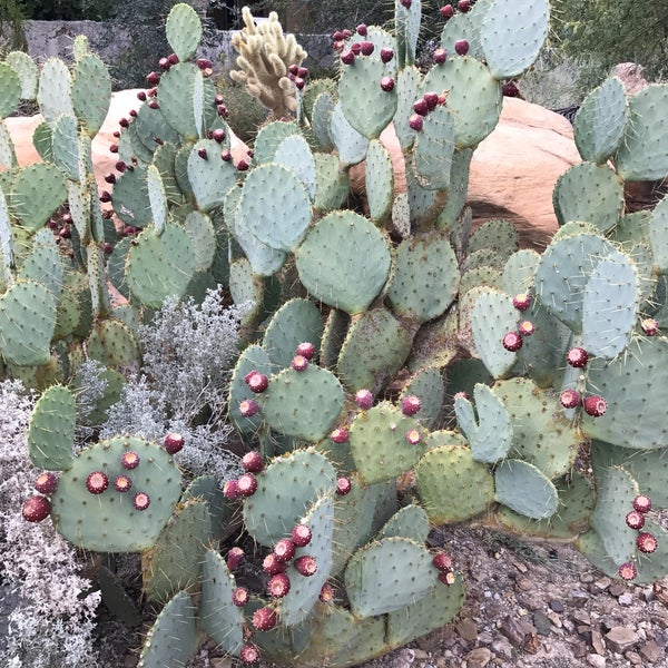 Foto scattata a Springs Preserve da Jacqueline W. il 10/23/2016