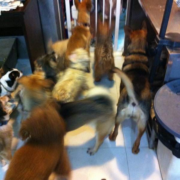 Hong Kong Dog Rescue 香港救狗之家 - Animal Shelter in Ap Lei Chau