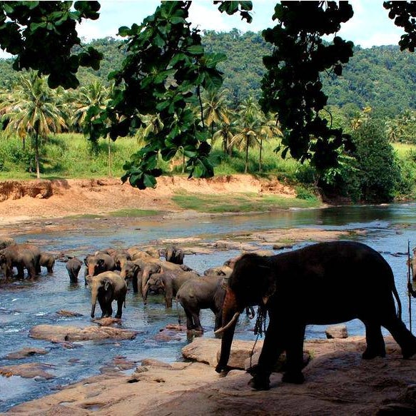 Elephant river. Пиннавела Шри Ланка. Зоопарк Пиннавела Шри Ланка. Приют для слонов Пиннавела Шри-Ланка. Слоновий питомник на Шри Ланке.