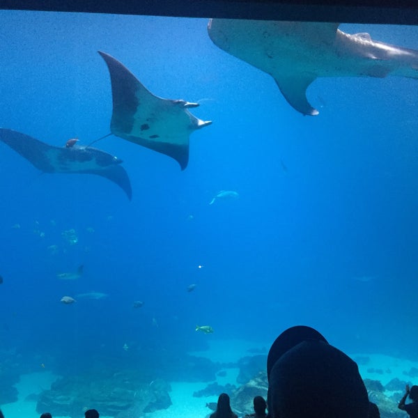 8/13/2016 tarihinde Berkay E.ziyaretçi tarafından Georgia Aquarium'de çekilen fotoğraf