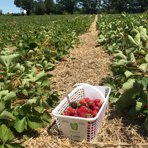 Berry farm