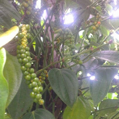 Lembaga Lada Malaysia Government Building In Kuching