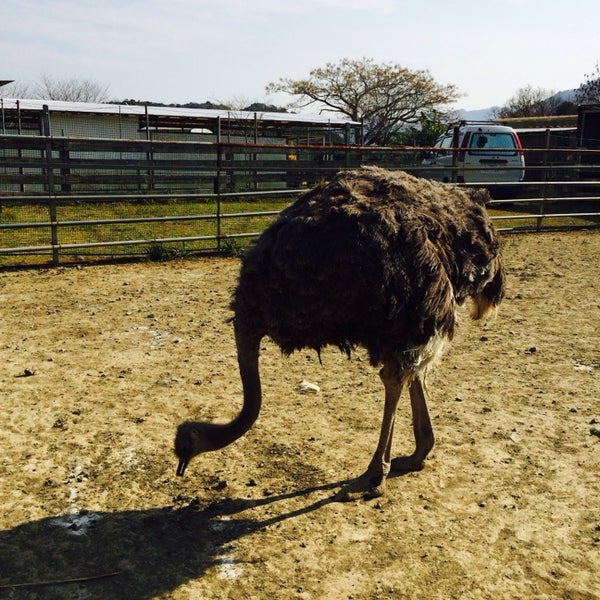 Photos At ダチョウ園 延岡市 宮崎県 Photos At ダチョウ園 延岡市 宮崎県