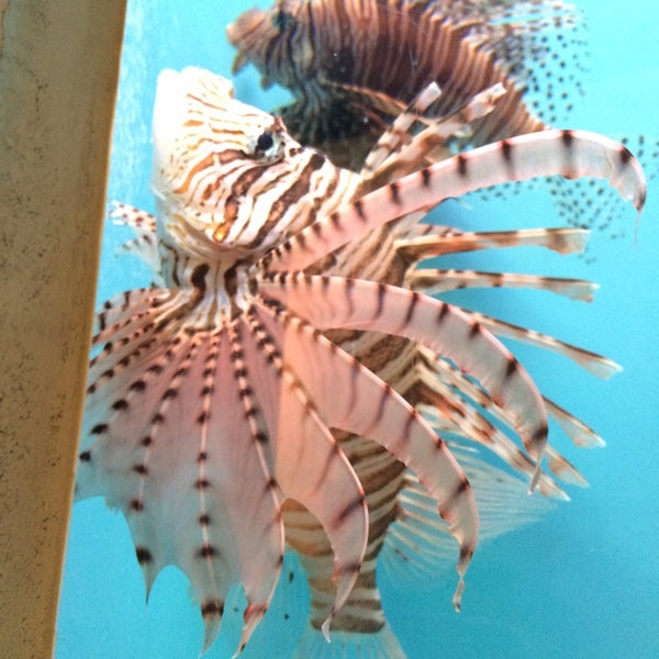 すみえファミリー水族館 延岡市 宮崎県 すみえファミリー水族館 延岡市 宮崎県
