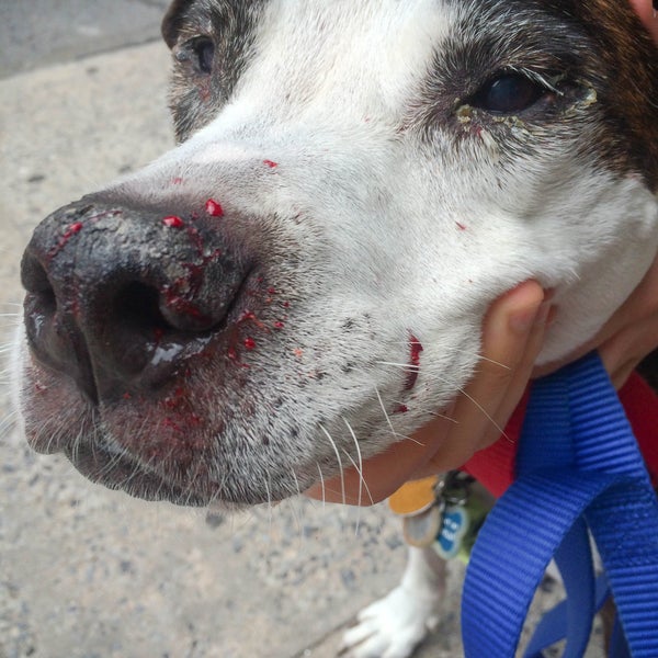 The professionalism is horrible! My dog was attacked (unprovoked) by their cat in front of the store, leaving him bloody. The owner didn't care and didn't offer to pay the vet bill or apologize!!!
