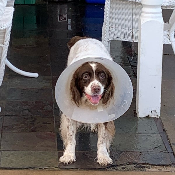 southwest pet clinic