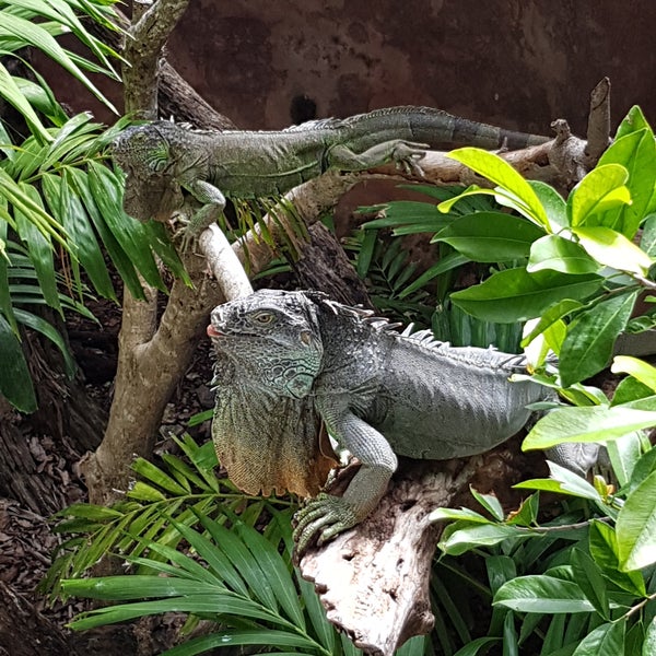 8/5/2016에 Rodolfo R.님이 Crococun Zoo에서 찍은 사진