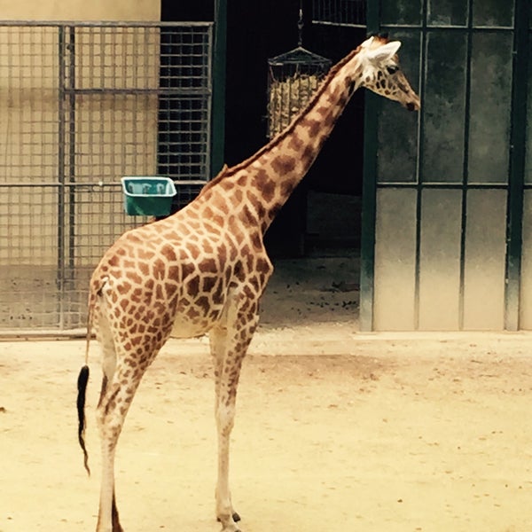 6/21/2015 tarihinde Maria T.ziyaretçi tarafından Zoo Basel'de çekilen fotoğraf
