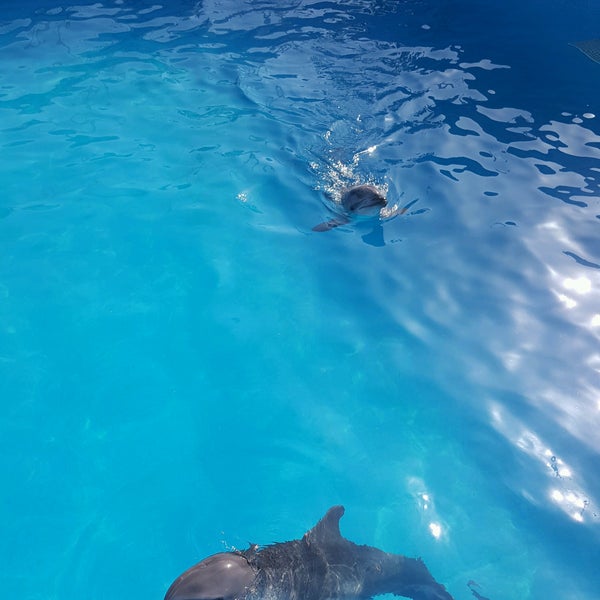 Das Foto wurde bei Antalya Aksu Dolphinarium von Mehmet Ö. am 2/25/2017 aufgenommen