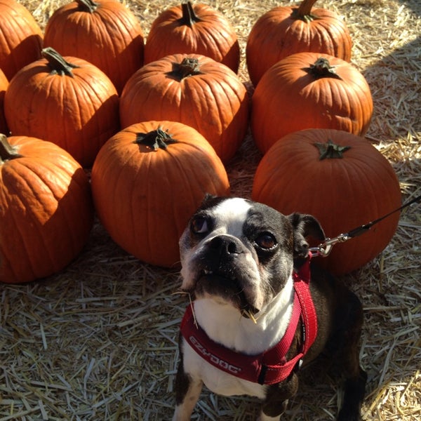 Photo taken at Mr. Bones Pumpkin Patch by Caitlin B. on 10/18/2014