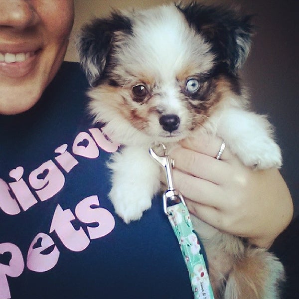 Prestigious Pets Dallas Dog Walking and Pet Sitting Dallas, TX