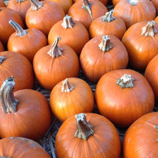 Moore's Pumpkin Patch 9711 Dublin Canyon Rd