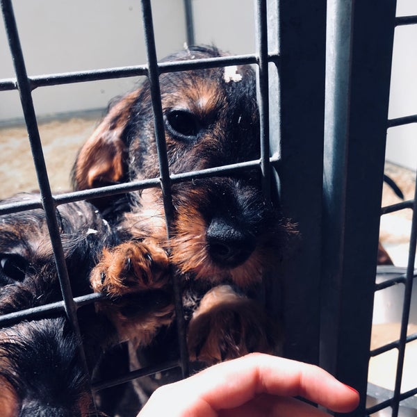 Photos à Animals Express Zellik, Brabant Flamand