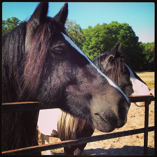 4/6/2013 tarihinde 🎀Karen🌈ziyaretçi tarafından Gypsy Gold Horse Farm'de çekilen fotoğraf