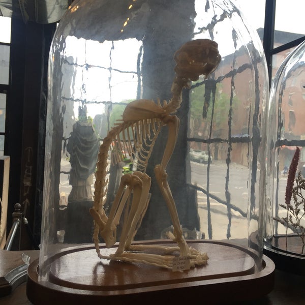Photo taken at Morbid Anatomy Museum by Krystyl on 5/17/2016