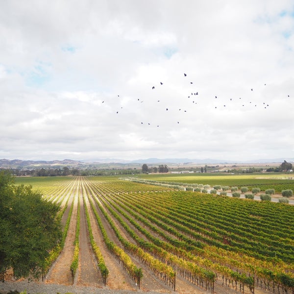 9/30/2018 tarihinde Edwinaziyaretçi tarafından Gloria Ferrer Caves &amp; Vineyards'de çekilen fotoğraf