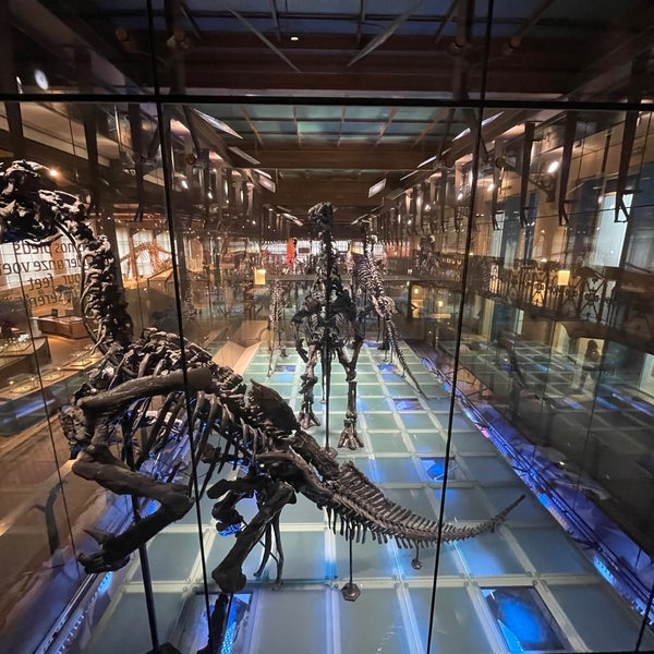 Foto tirada no(a) Museum voor Natuurwetenschappen / Muséum des Sciences naturelles por Nele G. em 2/18/2023