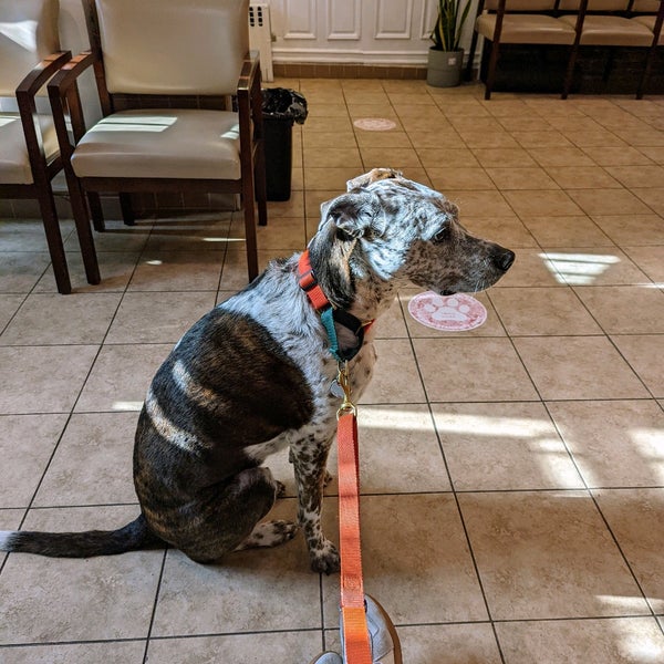 Prospect Park Animal Clinic Veterinarian in Brooklyn