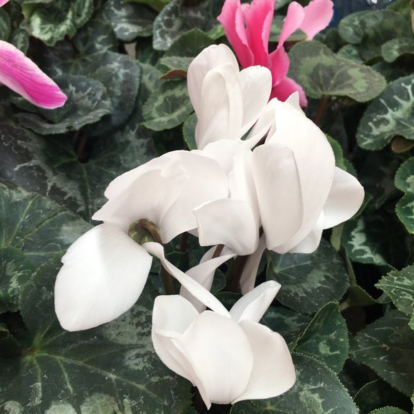 The Home Depot Ferretería en Toluca