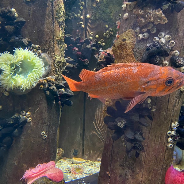 รูปภาพถ่ายที่ Ripley&#39;s Aquarium โดย James B. เมื่อ 12/28/2019