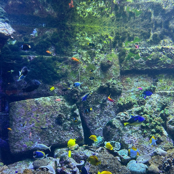 Photo taken at The Lost Chambers Aquarium by 俊 陳. on 12/21/2023