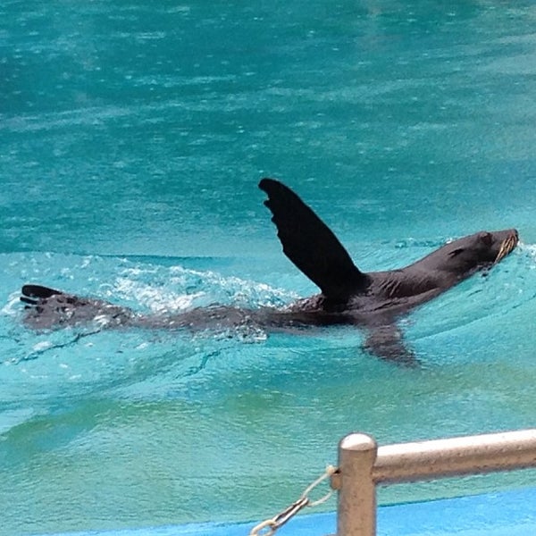 2/15/2013 tarihinde Colleen Z.ziyaretçi tarafından Underwater World And Dolphin Lagoon'de çekilen fotoğraf