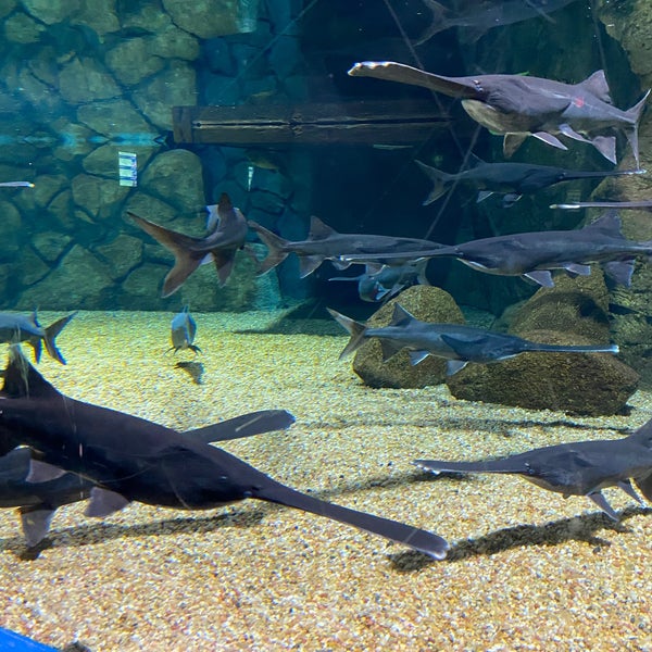Foto tirada no(a) OdySea Aquarium por Kimmy K. em 12/12/2021
