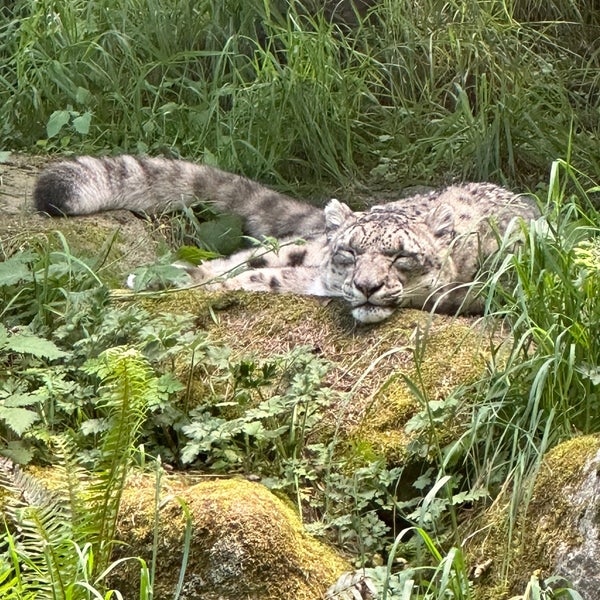 Photo taken at Woodland Park Zoo by AJ T. on 5/15/2023