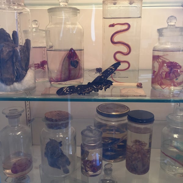 Photo taken at Morbid Anatomy Museum by Chris S. on 3/19/2016
