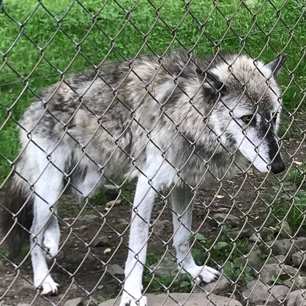 Photo taken at Camp Taylor &amp; Lakota Wolf Preserve by Chris S. on 6/9/2018