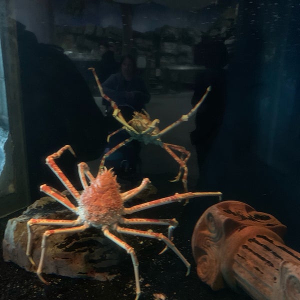 Снимок сделан в Long Island Aquarium &amp; Exhibition Center (Atlantis Marine World) пользователем Chris S. 2/21/2019