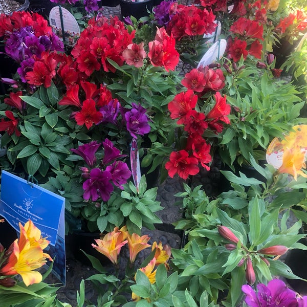 Sego Nursery Flower Store in Valley Village