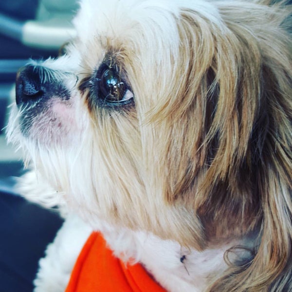 ABC Veterinary Hospital San Marcos, CA