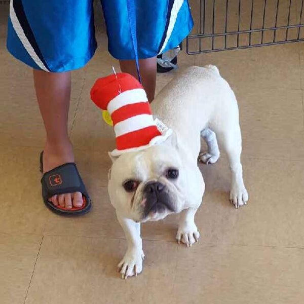 Petco Pet Supplies Store in Grand Prairie