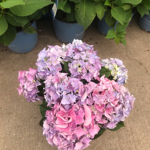 Lowe's Arlington, TX