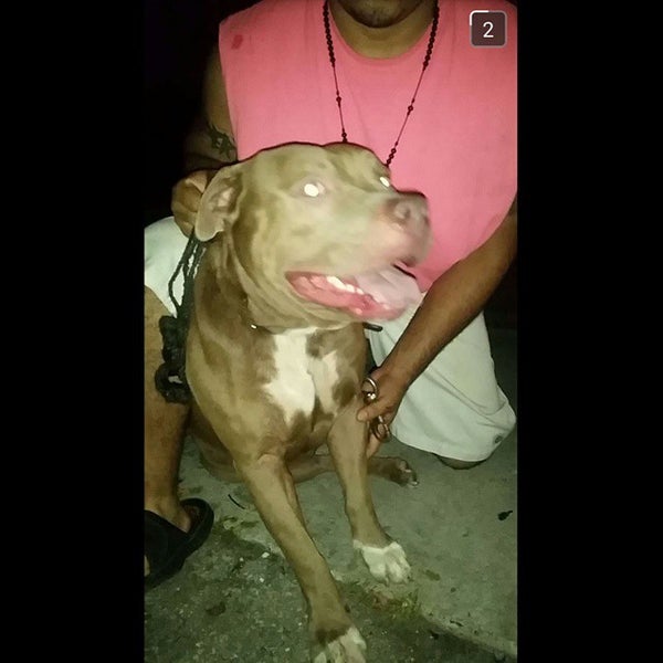 Dog Park In Coconut Grove