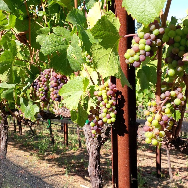 Photo prise au Regale Winery &amp; Vineyards par Regale Winery &amp; Vineyards le8/11/2014
