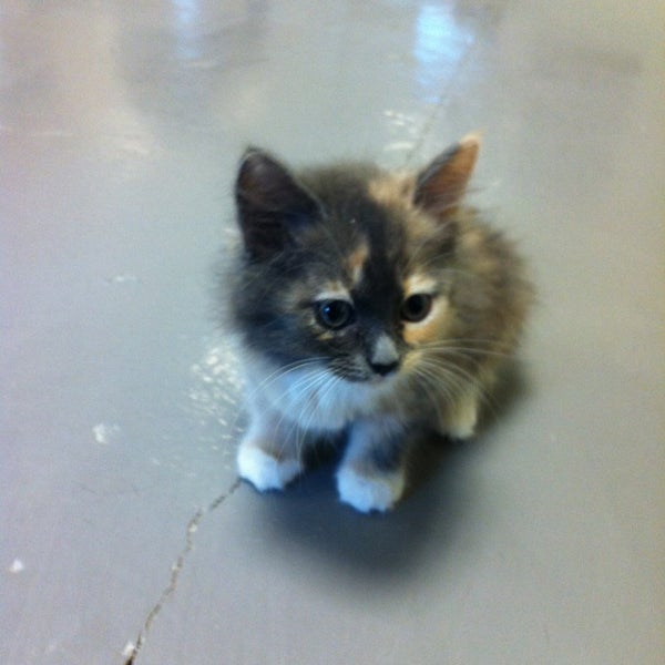 Best Friends Pet Adoption Center Animal Shelter in Atlanta