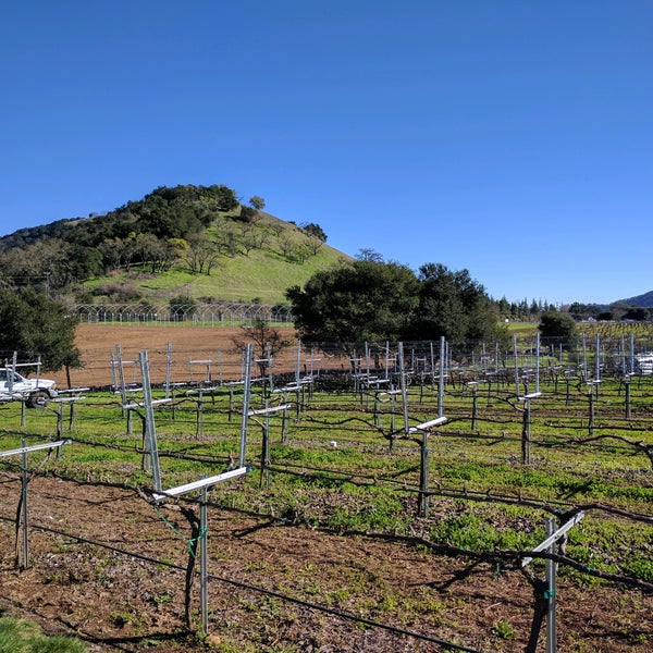 Sycamore Creek Vineyard and Winery Winery