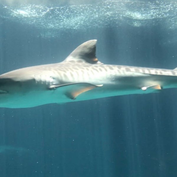 6/18/2021 tarihinde Cristianr A.ziyaretçi tarafından Acuario de Veracruz'de çekilen fotoğraf