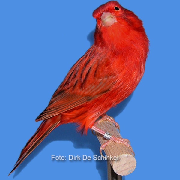 У канареек зеленая окраска оперения. Канарейка Black Red интенсив. Бордовые канарейки. Канарейки цветные красно-чёрные. Цветные кенари