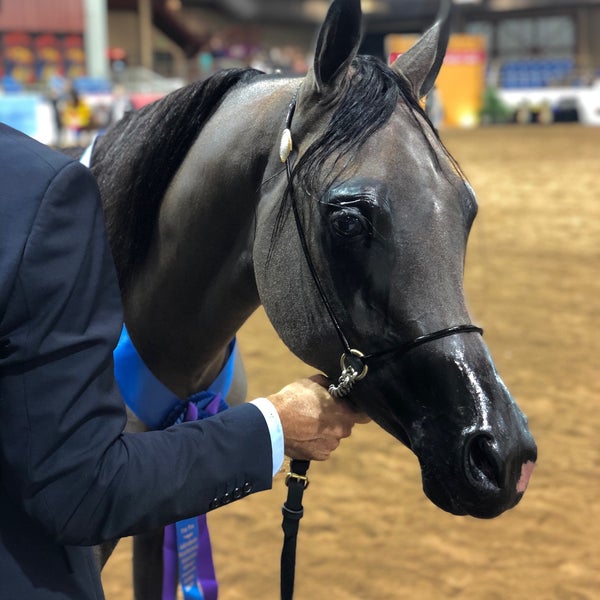 West World Equidome Scottsdale, AZ